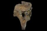 Triceratops Caudal Vertebra - North Dakota #134444-5